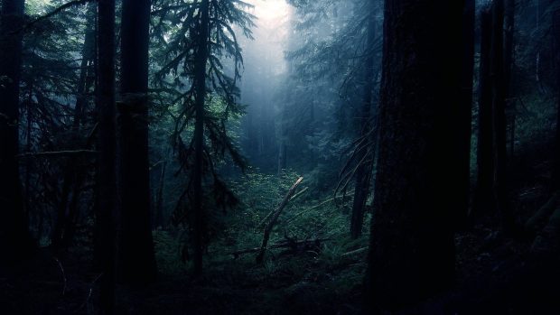 Dark Forest Wallpaper HD 1080p.