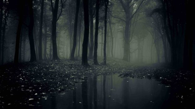 Dark Forest Wallpaper HD.