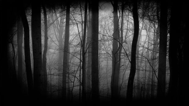 Dark Forest Wallpaper High Quality.