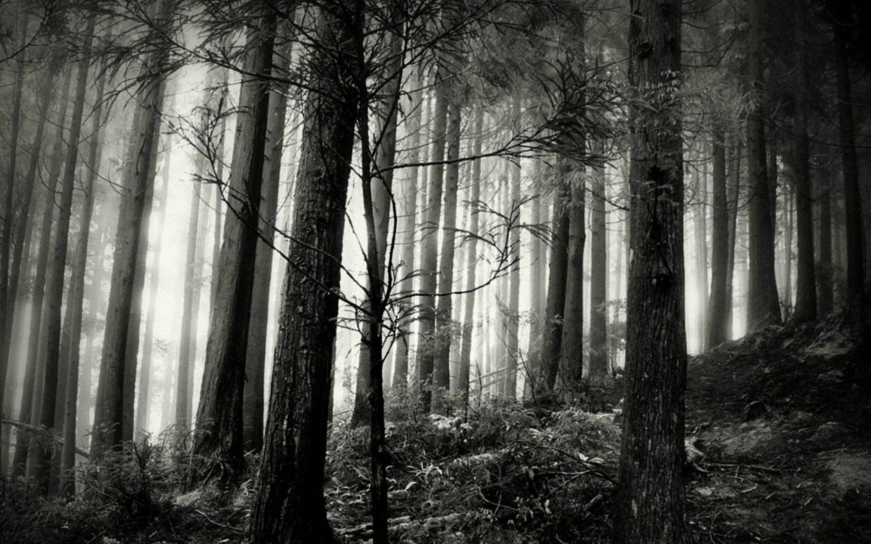 Dark Forest Backgrounds HD High Quality - PixelsTalk