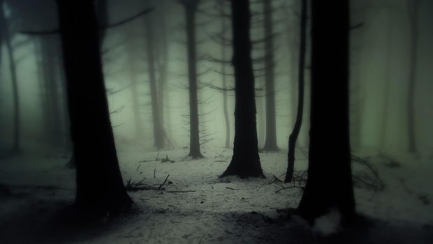 Dark Forest Wide Screen Wallpaper.