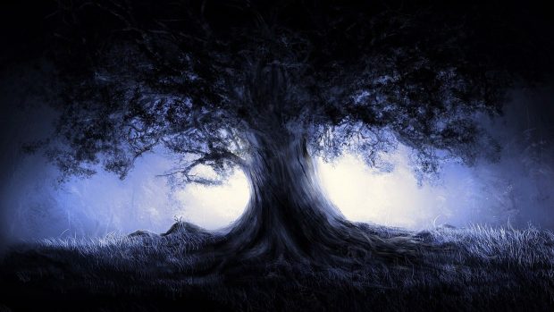 Dark Forest Wide Screen Wallpaper HD.