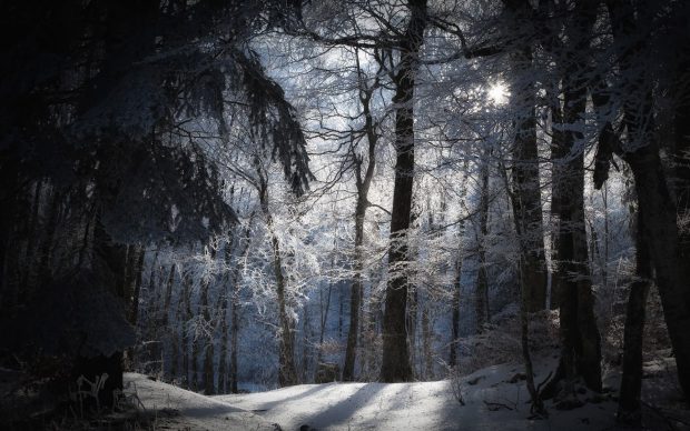 Dark Winter Forest Wallpaper HD.