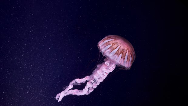 Deep Ocean Jellyfish Wallpaper HD.