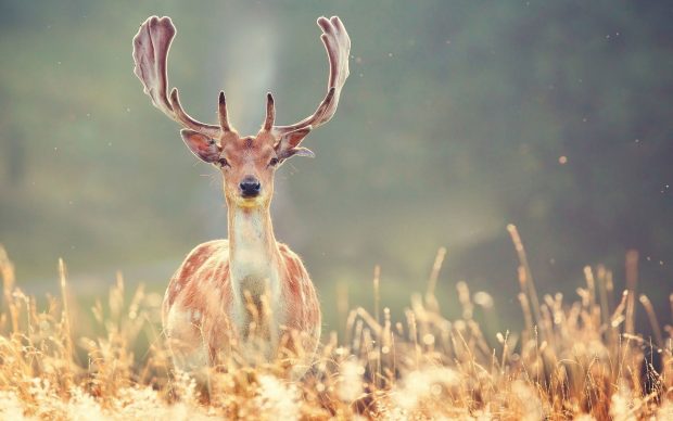 Deer Wallpaper Free Download.