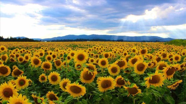 Desktop Aesthetic Sunflower Wallpaper HD.