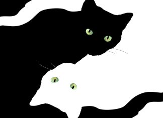 Desktop Aesthetic Wallpaper Cat Black And White.