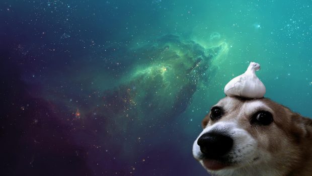 Desktop Aesthetic Wallpaper Funny Dogs.