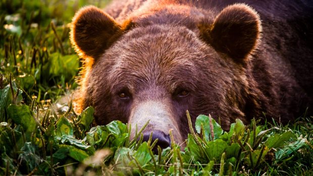 Desktop Bear Wallpaper HD.