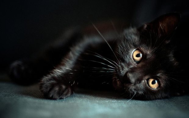 Desktop Black Cat Wallpaper HD.