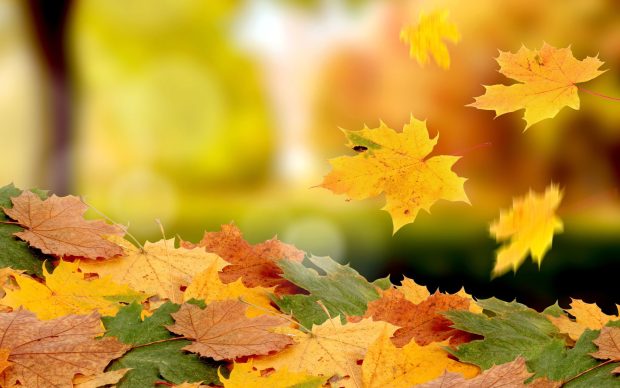 Desktop Fall Leaves Wallpaper HD.