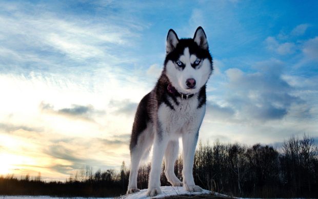 Desktop Husky Wallpaper HD.