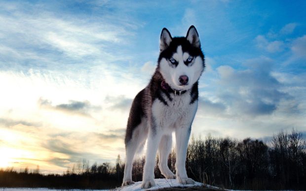 Desktop Husky Wallpaper HD.