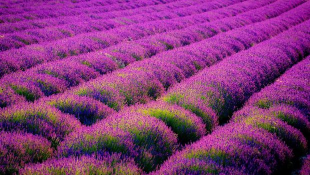 Desktop Lavender Wallpaper HD.