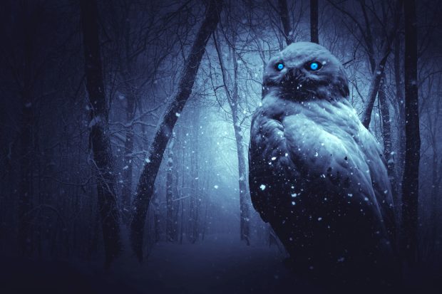 Desktop Owl Wallpaper HD.