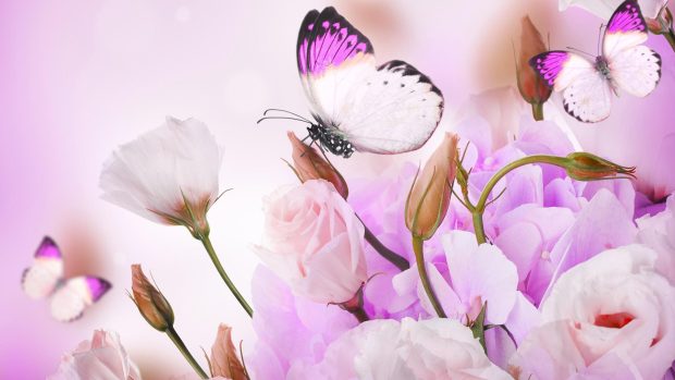 Desktop Pink Butterfly Wallpaper HD.