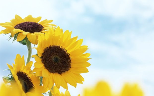 Desktop Sunflower Wallpaper HD.