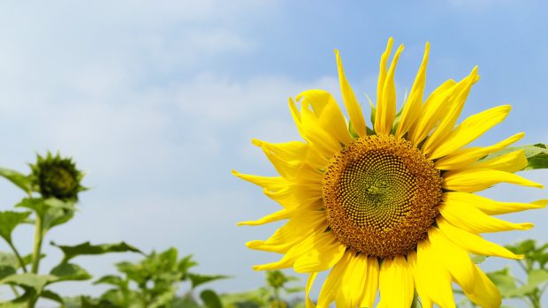 Desktop Sunflowers Wallpaper HD.