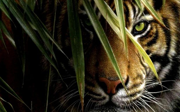 Desktop Tiger Background.