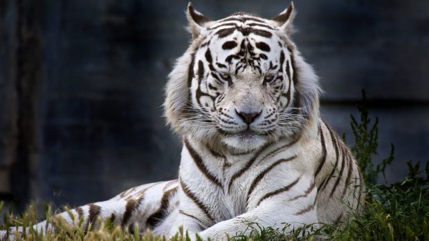 Desktop White Tiger Wallpaper HD.