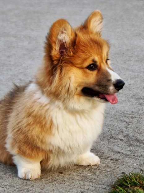 Dog Corgi Wallpaper HD.