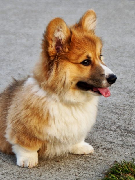 Dog Corgi Wallpaper HD.