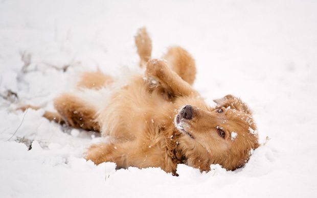 Dog Cute Snow Wallpaper HD.