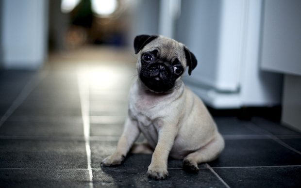 Dog Pug Wallpaper HD.