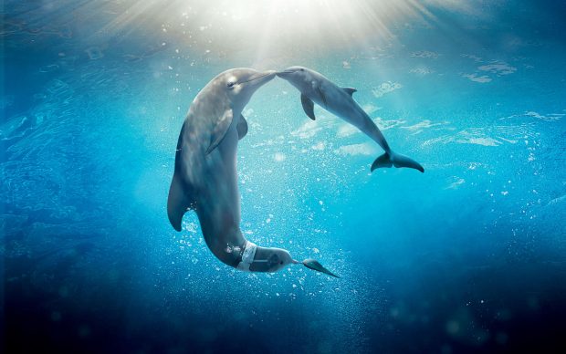 Dolphin HD Wallpaper Free download.