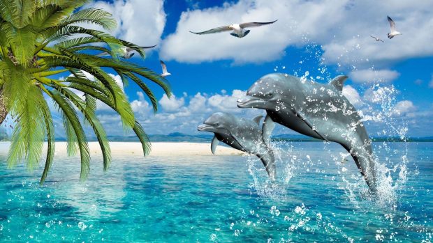 Dolphin Wallpaper HD.