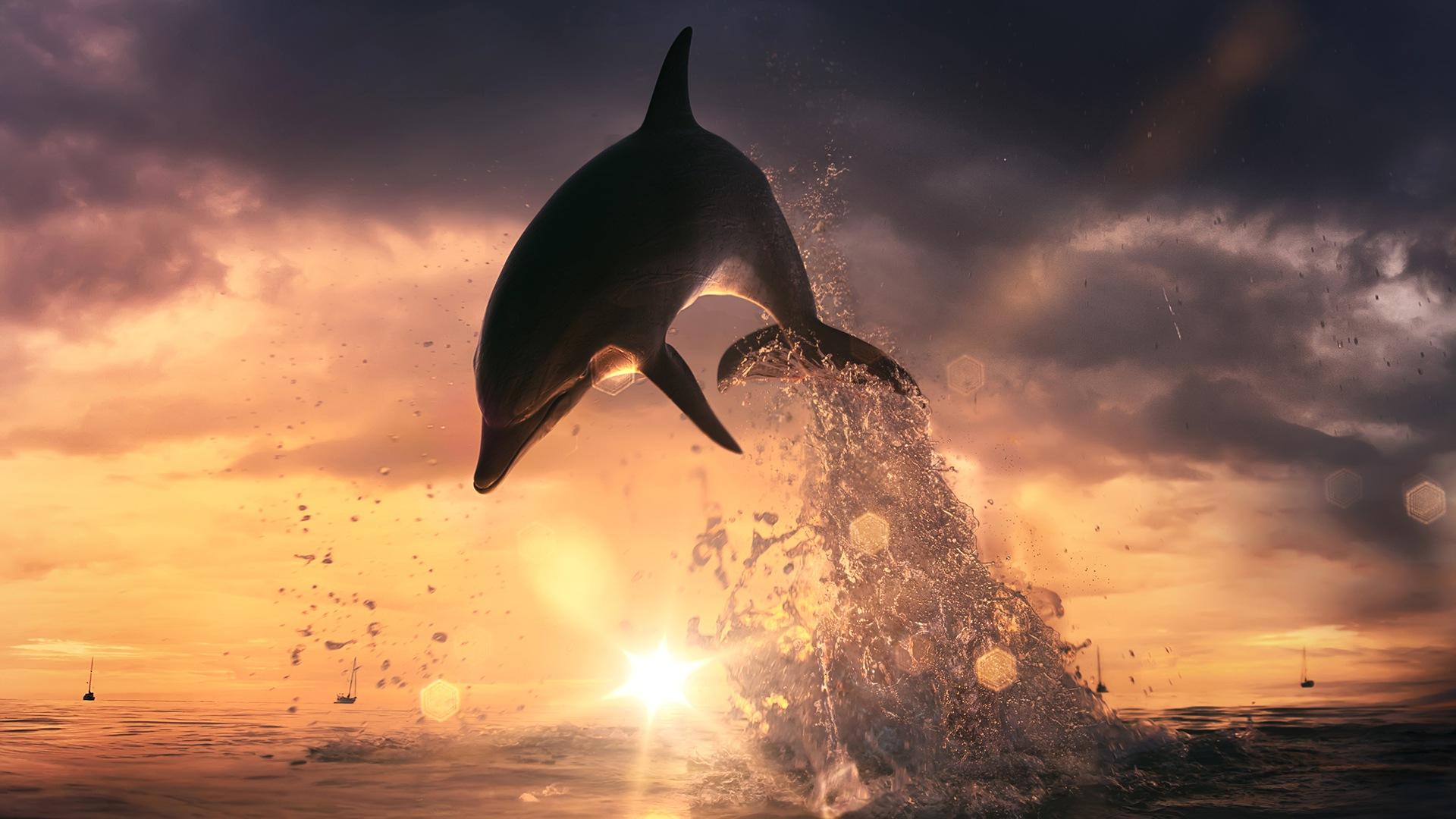 100+] Cute Dolphin Wallpapers | Wallpapers.com