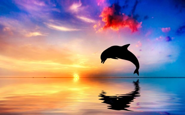 Dolphin Wide Screen Wallpaper.