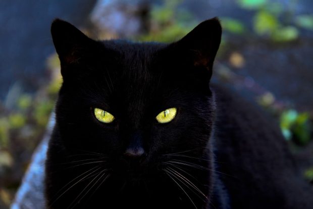 Download Free Black Cat Wallpaper HD.