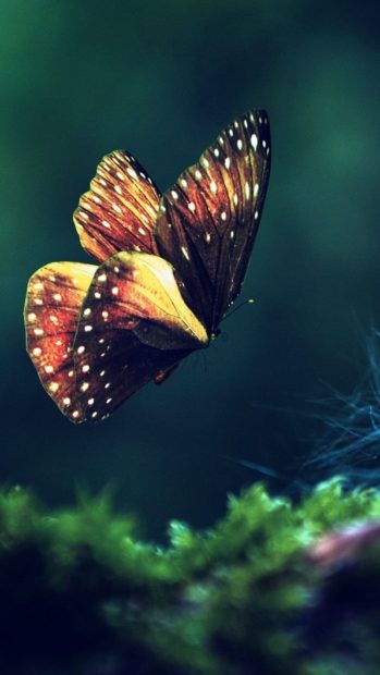 Download Free Butterfly Background HD.