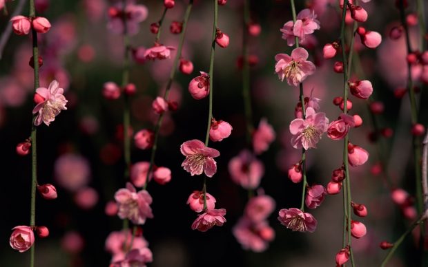 Download Free Cherry Blossom Background HD.
