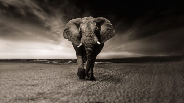 Download Free Elephant Wallpaper HD.