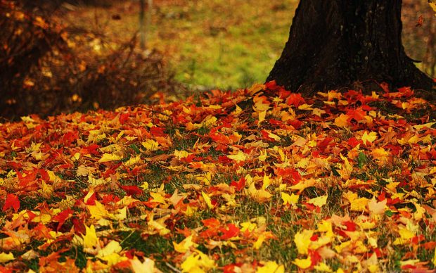 Download Free Fall Leaves Wallpaper HD.