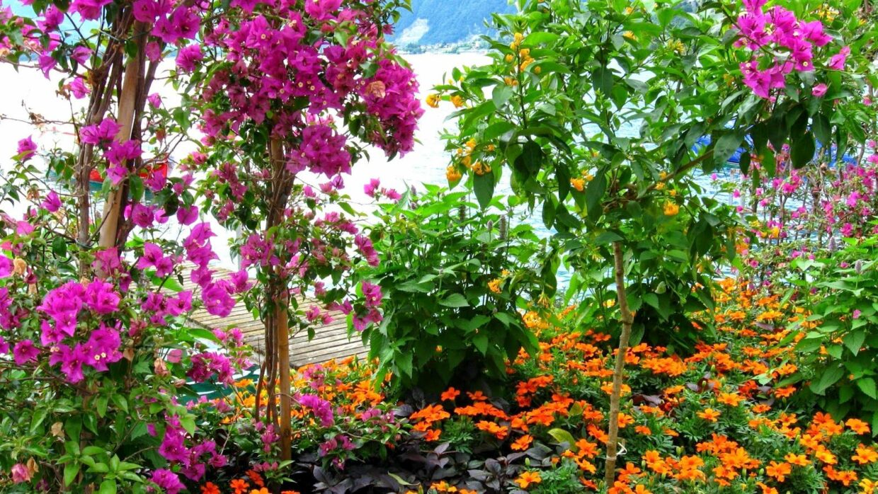 Garden HD Wallpapers - PixelsTalk