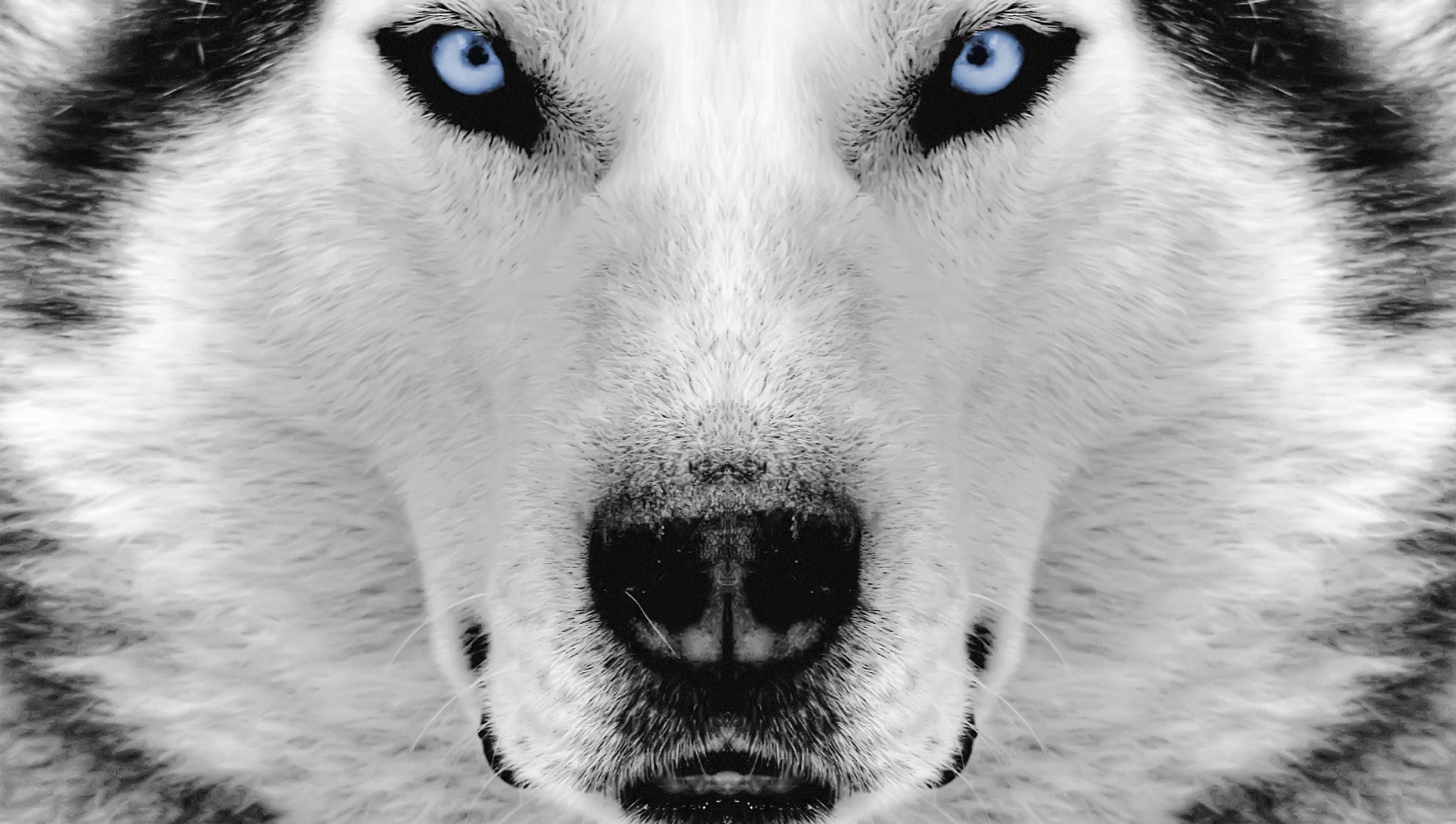 husky wallpaper 1080p