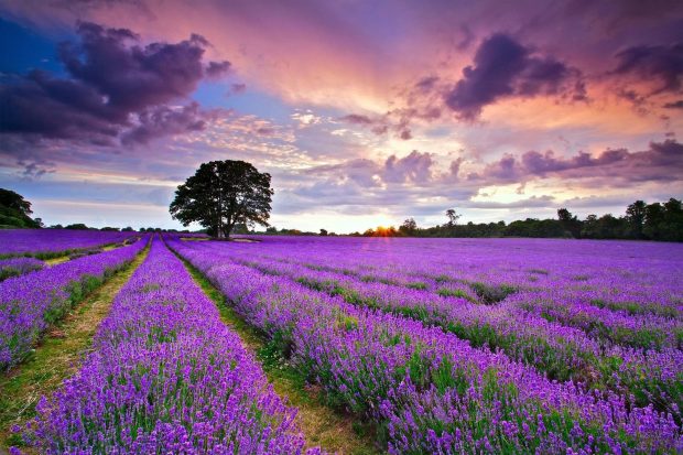 Download Free Lavender Wallpaper HD.