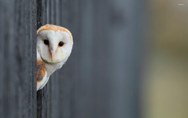 Download Free Owl Wallpaper HD.