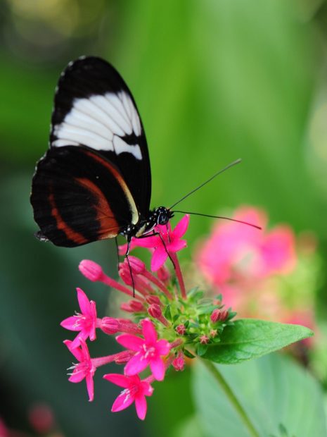 Download Free Pink Butterfly Wallpaper HD.