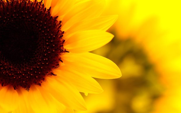 Download Free Sunflower Wallpaper HD.