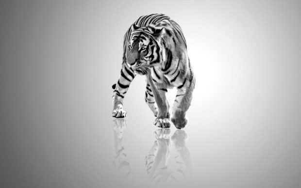Download Free White Tiger Wallpaper HD.