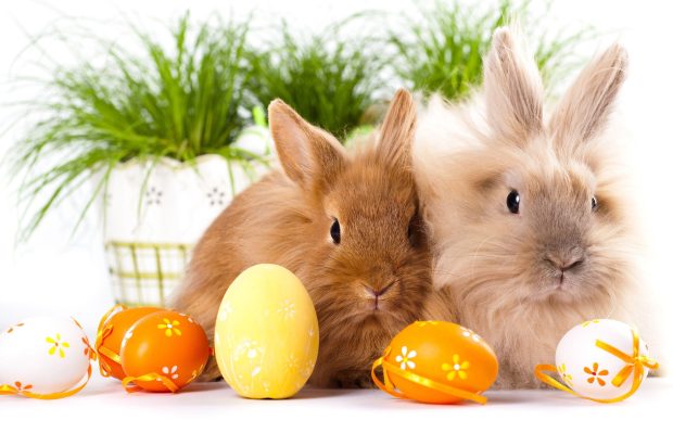 Easter Bunny Backgrounds HD Free Download.