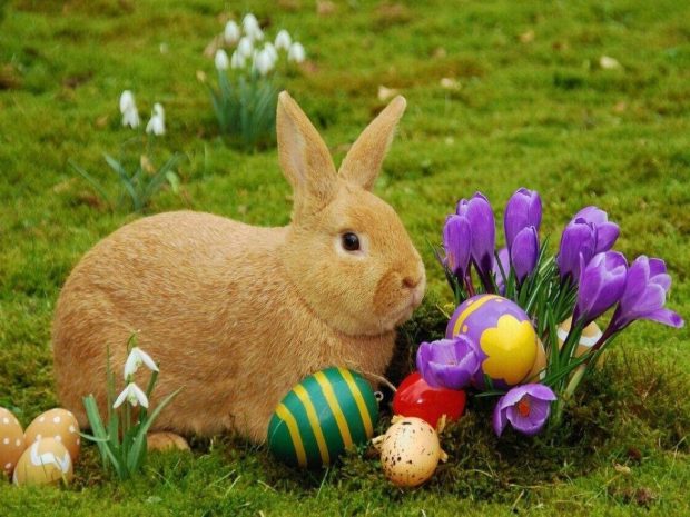 Easter Bunny Backgrounds With Easter Eggs.