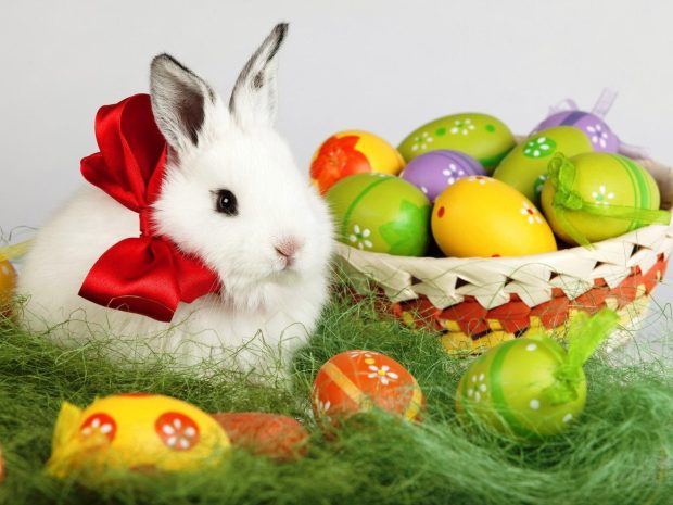 Easter Bunny Images HD Free Download.