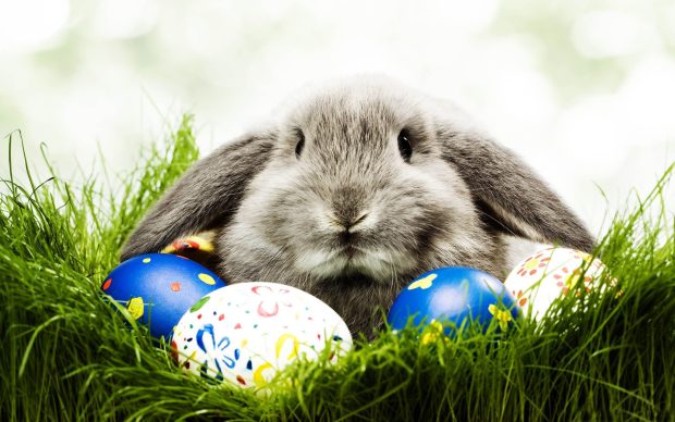 Easter Bunny Wallpaper HD Gray Bunny.