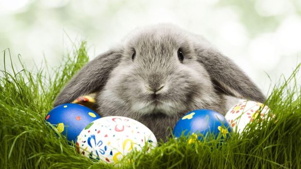 Easter Desktop Images Easter Bunny.