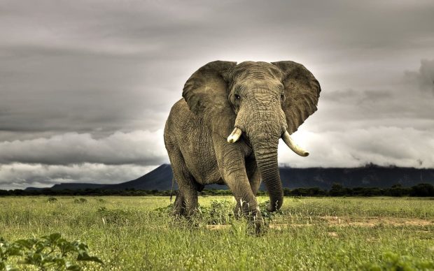 Elephant HD Wallpaper.